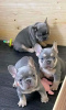 Photo №2 de l'annonce № 80048 de la vente bouledogue - acheter à La finlande annonce privée, éleveur