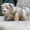 Photo №2 de l'annonce № 24951 de la vente bulldog anglais - acheter à Italie de la fourrière