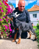 Photos supplémentaires: Doberman BEAUX chiots