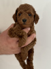 Photos supplémentaires: Chiots caniches miniatures