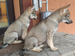 Photos supplémentaires: Chiots loups tchécoslovaques à vendre