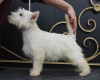 Photos supplémentaires: Chiot West Highland White Terrier d'Interchampion