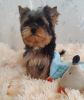 Photo №3. Yorkshire Terrier. Garçons et filles.. Allemagne