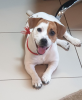 Photo №1. jack russell terrier - à vendre en ville de Krasnoyarsk | 448€ | Annonce №9327