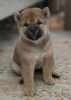 Photo №3. Shiba inu chiot fille. Fédération de Russie