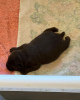 Photo №3. UN CHIOT LABRADOR NOIR. Pologne