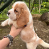 Photo №1. beagle - à vendre en ville de Гамбург | 473€ | Annonce №119504