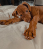 Photos supplémentaires: Chiots du Hongrois Vizsla