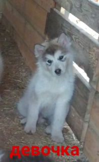 Photo №1. malamute de l'alaska - à vendre en ville de Ekaterinbourg | 190€ | Annonce №6945