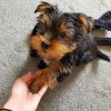 Photos supplémentaires: Beaux chiots Yorkshire Terrier à vendre