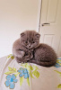 Photo №1. scottish fold - à vendre en ville de Ипр | Gratuit | Annonce № 118051