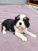 Photos supplémentaires: Chiots Cavalier King Charles Spaniel idéaux.