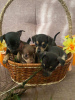 Photo №2 de l'annonce № 56680 de la vente petit chien russe - acheter à Biélorussie annonce privée, éleveur