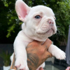 Photos supplémentaires: Chiots bouledogue français