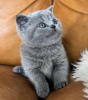 Photo №1. british shorthair - à vendre en ville de Rüdersdorf | 284€ | Annonce № 90828