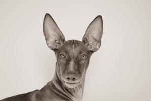 Photo №4. Je vais vendre chien du pharaon en ville de Москва. annonce privée - prix - 1000€