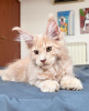 Photo №1. maine coon - à vendre en ville de Berlin | 400€ | Annonce № 104586