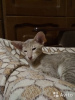Photos supplémentaires: Les chatons d'Orica