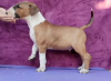 Photo №3. Chiots Bull Terrier Standard. Serbie