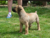 Photo №3. Boerboel (Mâtin d'Afrique du Sud) Welpen. Belgique