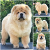 Photos supplémentaires: Chow Chow, de beaux chiots