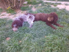 Photos supplémentaires: Chiots Lagotto Romagnolo de race pure