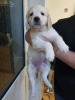 Photo №1. golden retriever - à vendre en ville de Neumünster | 400€ | Annonce №110988