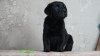 Photo №1. labrador retriever - à vendre en ville de Volgograd | 616€ | Annonce №106970