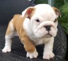 Photo №1. bulldog anglais - à vendre en ville de Гамбург | 250€ | Annonce №124490