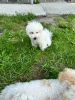 Photo №3. Chiots Bichon Frise hypoallergéniques. Turquie