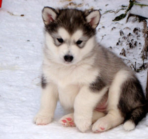 Photo №1. malamute de l'alaska - à vendre en ville de Irkoutsk | 451€ | Annonce №430