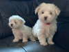 Photo №1. bichon maltais - à vendre en ville de Stockholm | 360€ | Annonce №17163