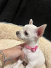 Photo №1. chihuahua - à vendre en ville de Greenville | 331€ | Annonce №84076