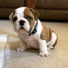 Photo №1. bulldog anglais - à vendre en ville de Мадрид | négocié | Annonce №116153