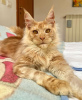 Photo №1. maine coon - à vendre en ville de Berlin | 284€ | Annonce № 103203