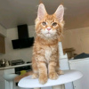 Photo №4. Je vais vendre maine coon en ville de Вашингтон. annonce privée - prix - 379€