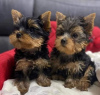 Photo №1. yorkshire terrier - à vendre en ville de Bucharest | négocié | Annonce №85239