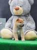 Photos supplémentaires: Chiots Shiba Inu