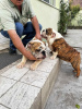 Photo №4. Je vais vendre bulldog anglais en ville de Панчево. éleveur - prix - négocié