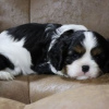 Photo №4. Je vais vendre cavalier king charles spaniel en ville de Nuremberg. annonce privée, de la fourrière, éleveur - prix - 280€