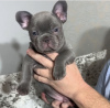 Photo №1. bouledogue - à vendre en ville de Berlin | négocié | Annonce №115813