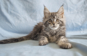 Photos supplémentaires: Chaton Maine Coon