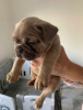 Photos supplémentaires: Chiots bouledogue français à vendre