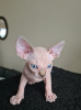 Photo №1. sphynx - à vendre en ville de Антверпен | 200€ | Annonce № 123521