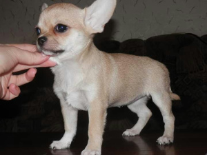 Photo №1. chihuahua - à vendre en ville de Kiev | 229€ | Annonce №3777