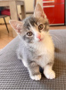 Photo №3. Chatons Munchkin. Allemagne