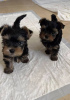 Photo №1. yorkshire terrier - à vendre en ville de Freiburg | négocié | Annonce №121640