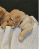 Photo №1. golden retriever - à vendre en ville de Šiauliai | 400€ | Annonce №127609