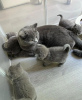 Photo №1. british shorthair - à vendre en ville de Varsovie | 200€ | Annonce № 120205