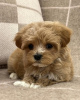 Photo №3. superbes chiots maltipoo F1.. Allemagne